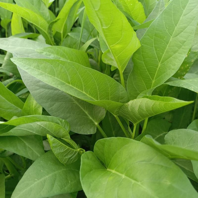 蕹叉大梗大叶空心菜种子脆嫩清甜春夏秋三季蕹菜蔬菜种籽