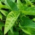 蕹叉大梗大叶空心菜种子脆嫩清甜春夏秋三季蕹菜蔬菜种籽