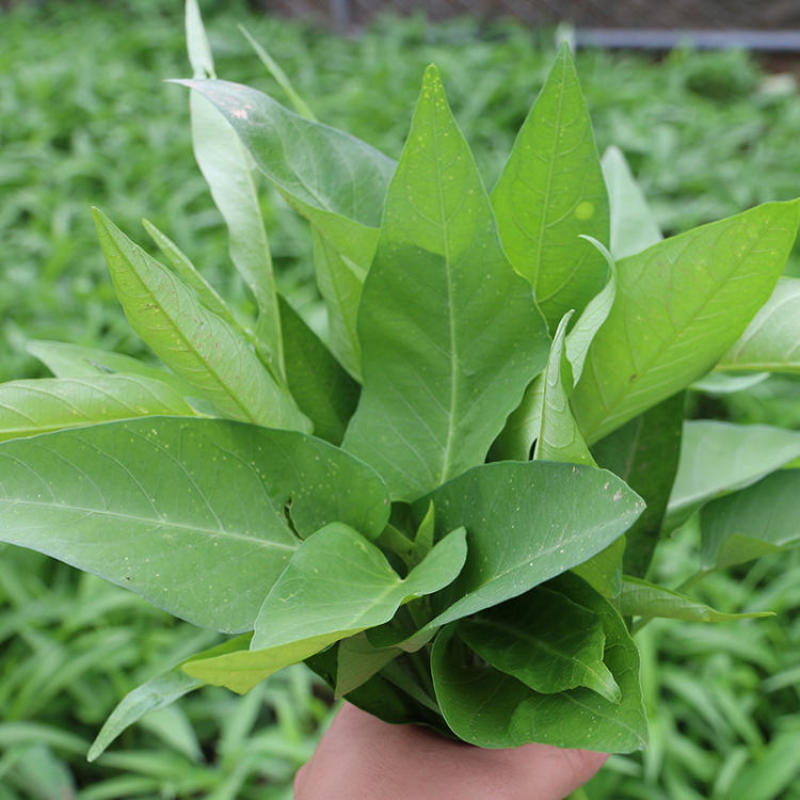 蕹叉大梗大叶空心菜种子脆嫩清甜春夏秋三季蕹菜蔬菜种籽