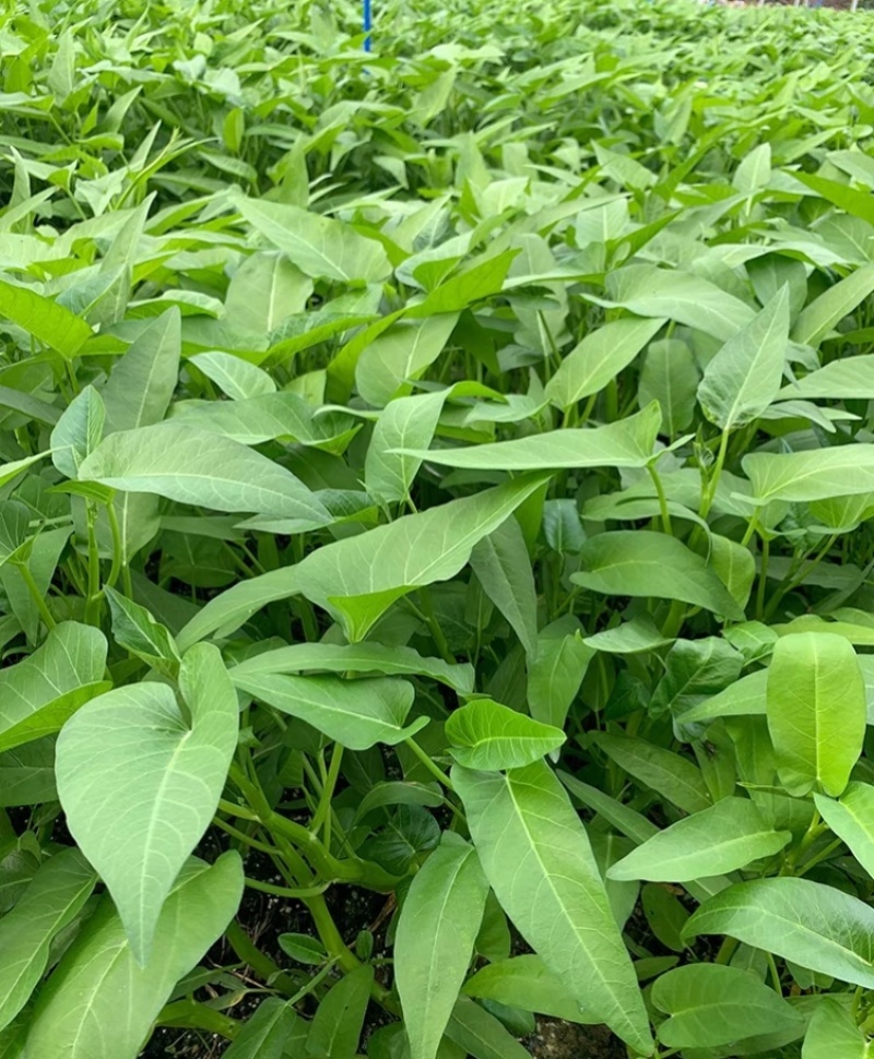 蕹叉大梗大叶空心菜种子脆嫩清甜春夏秋三季蕹菜蔬菜种籽