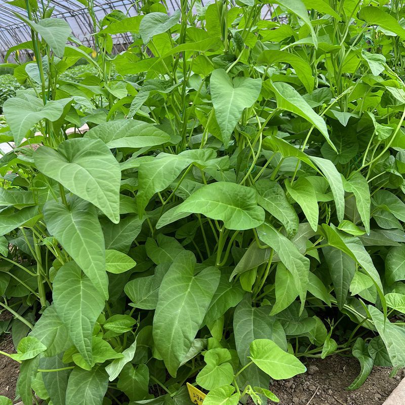 蕹叉大梗大叶空心菜种子脆嫩清甜春夏秋三季蕹菜蔬菜种籽