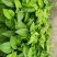 蕹叉大梗大叶空心菜种子脆嫩清甜春夏秋三季蕹菜蔬菜种籽