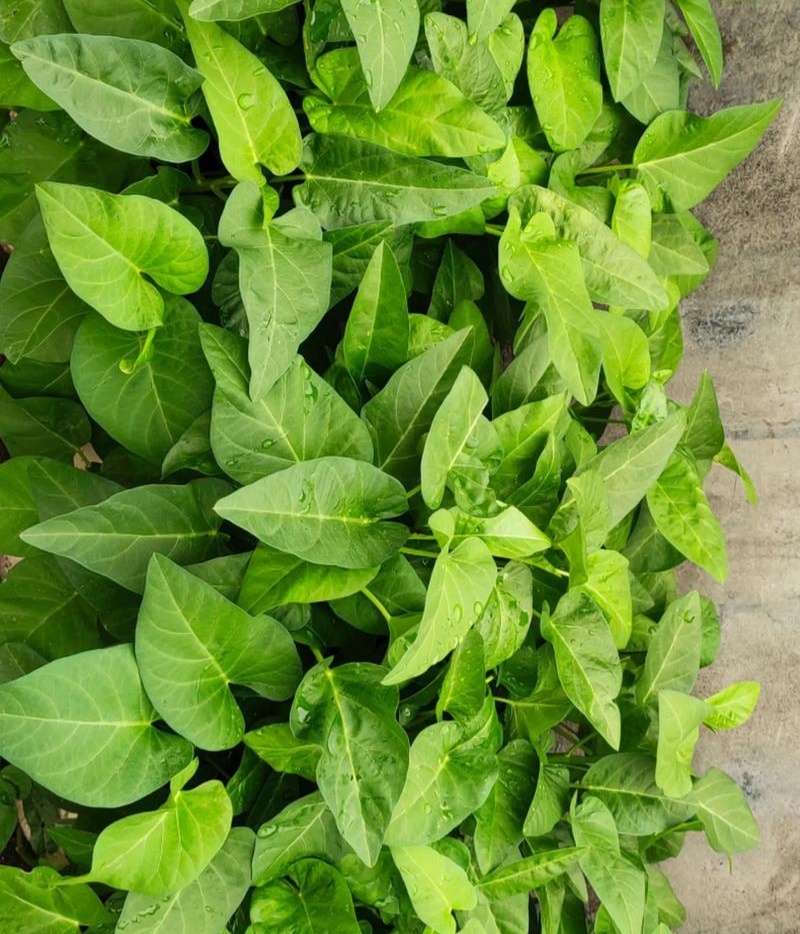 蕹叉大梗大叶空心菜种子脆嫩清甜春夏秋三季蕹菜蔬菜种籽