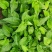 蕹叉大梗大叶空心菜种子脆嫩清甜春夏秋三季蕹菜蔬菜种籽