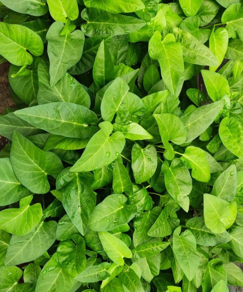 蕹叉大梗大叶空心菜种子脆嫩清甜春夏秋三季蕹菜蔬菜种籽