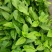 蕹叉大梗大叶空心菜种子脆嫩清甜春夏秋三季蕹菜蔬菜种籽