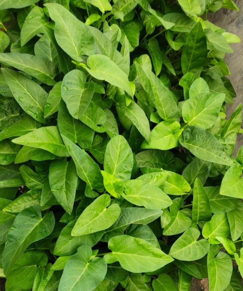 蕹叉大梗大叶空心菜种子脆嫩清甜春夏秋三季蕹菜蔬菜种籽