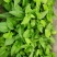 蕹叉大梗大叶空心菜种子脆嫩清甜春夏秋三季蕹菜蔬菜种籽