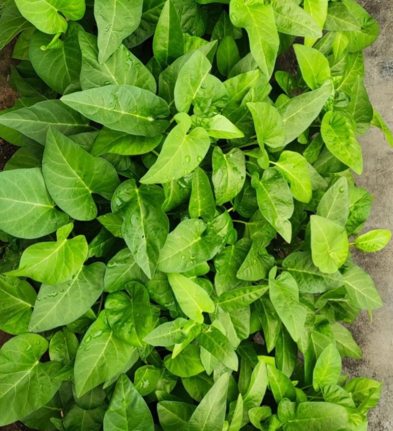 蕹叉大梗大叶空心菜种子脆嫩清甜春夏秋三季蕹菜蔬菜种籽