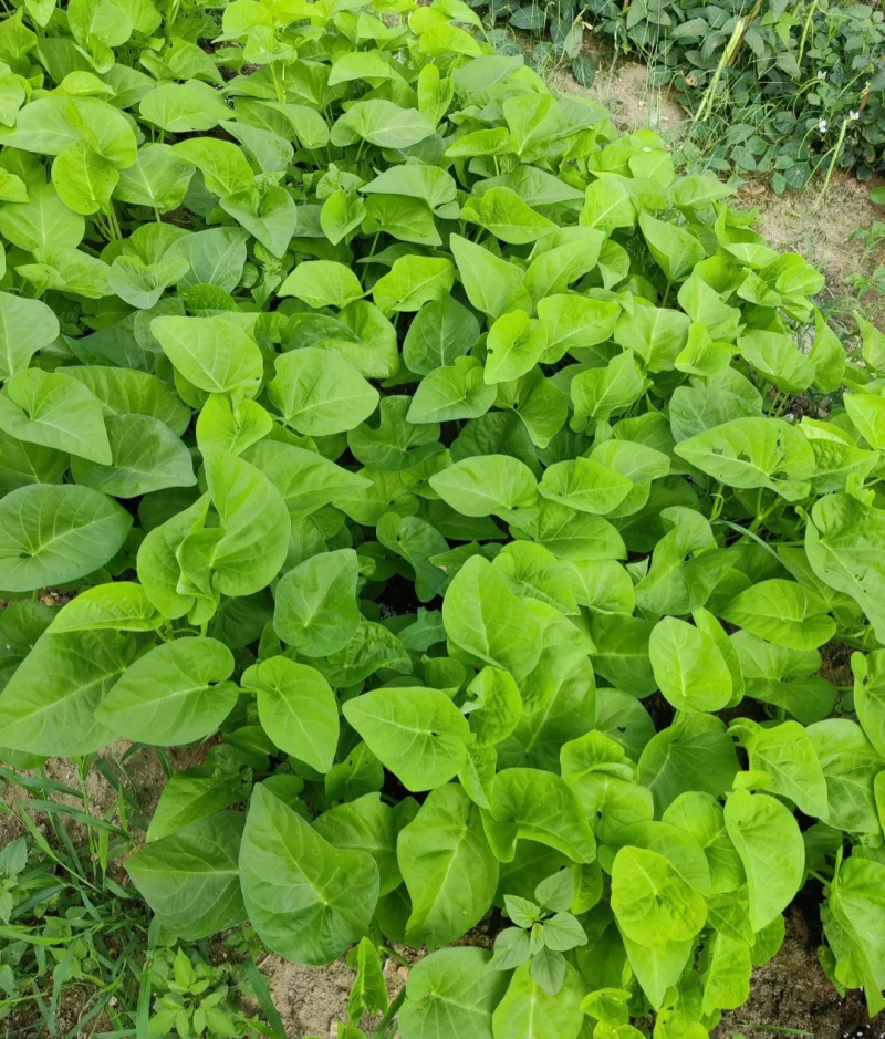 蕹叉大梗大叶空心菜种子脆嫩清甜春夏秋三季蕹菜蔬菜种籽