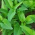 蕹叉大梗大叶空心菜种子脆嫩清甜春夏秋三季蕹菜蔬菜种籽