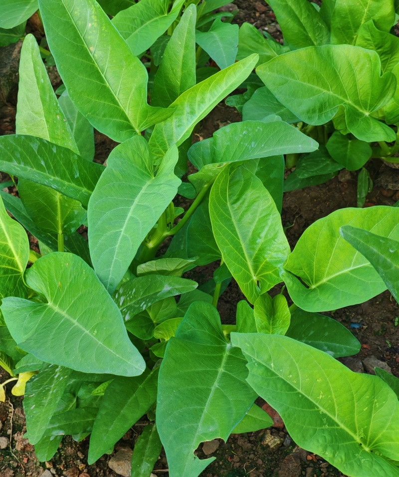 蕹叉大梗大叶空心菜种子脆嫩清甜春夏秋三季蕹菜蔬菜种籽
