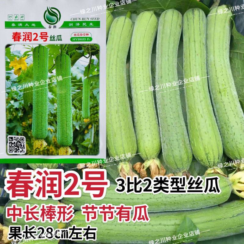 春润2号丝瓜种子3比2类型早熟节节有瓜中长棒丝瓜种籽耐寒