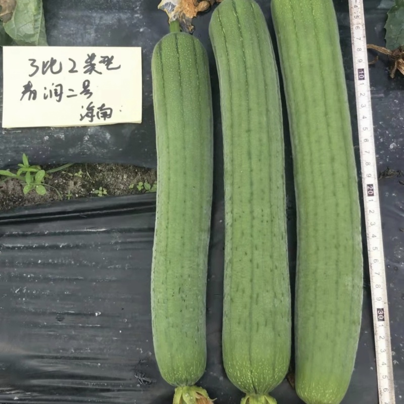 春润2号丝瓜种子3比2类型早熟节节有瓜中长棒丝瓜种籽耐寒
