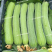 春润2号丝瓜种子3比2类型早熟节节有瓜中长棒丝瓜种籽耐寒