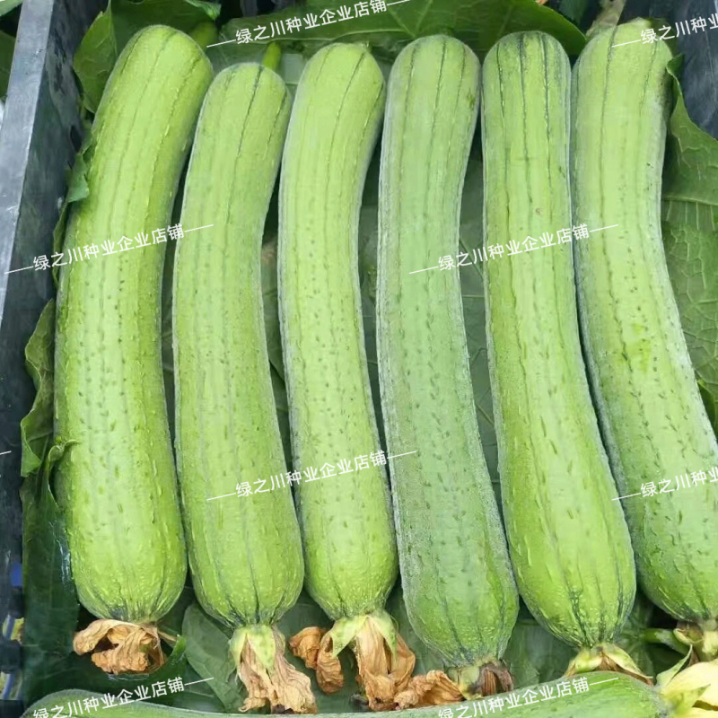 春润2号丝瓜种子3比2类型早熟节节有瓜中长棒丝瓜种籽耐寒