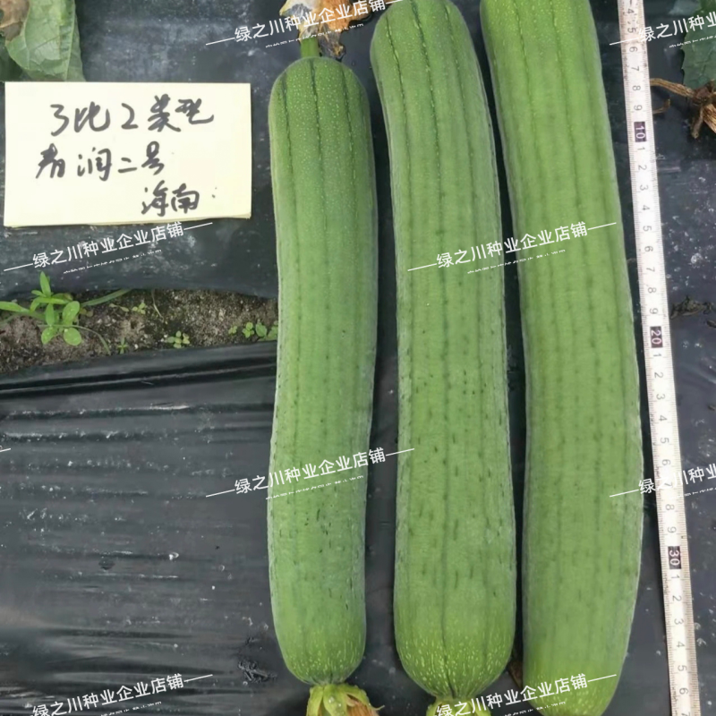 春润2号丝瓜种子3比2类型早熟节节有瓜中长棒丝瓜种籽耐寒