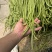 优胜700豇豆种子翠绿色厚肉长豆角种子高产光泽早中熟