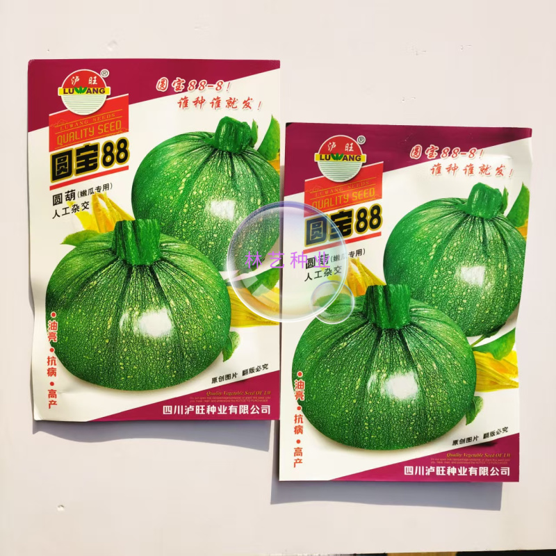 圆宝88圆形西葫芦种子杂交短蔓矮生油亮嫩南瓜种籽耐低温