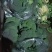 西兰花
