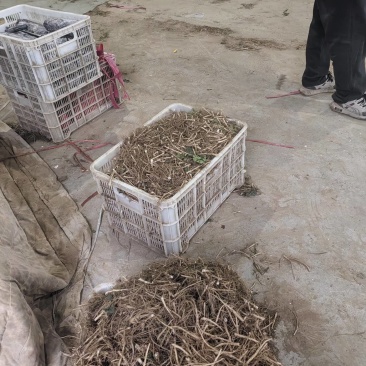 香菜根，常年供应香菜根