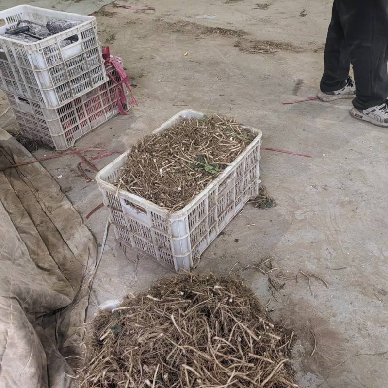 香菜根，常年供应香菜根