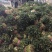 香菜根，常年供应香菜根