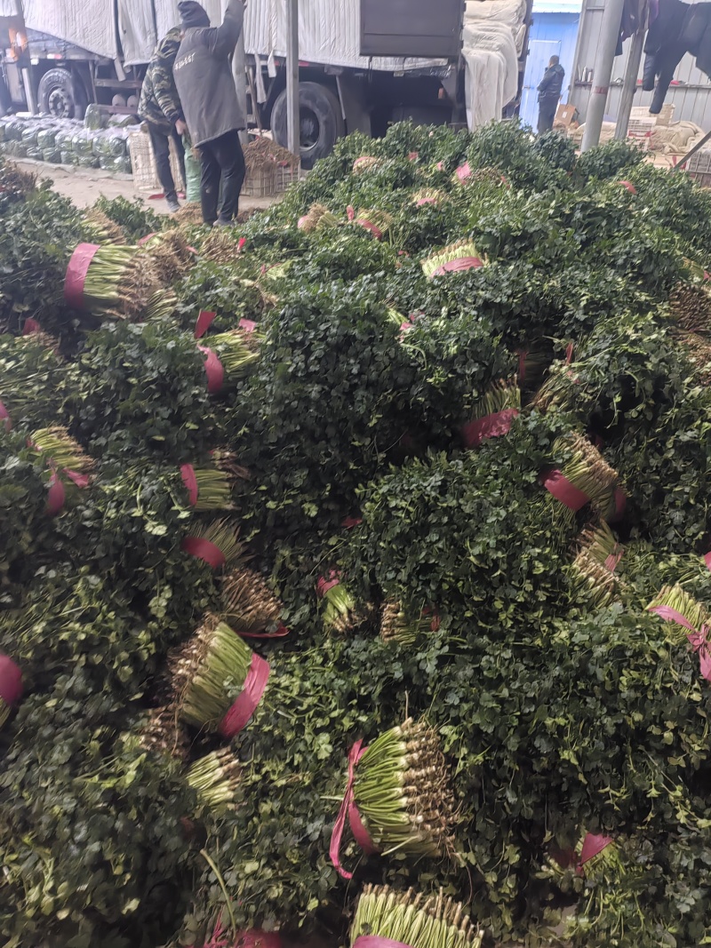香菜根，常年供应香菜根