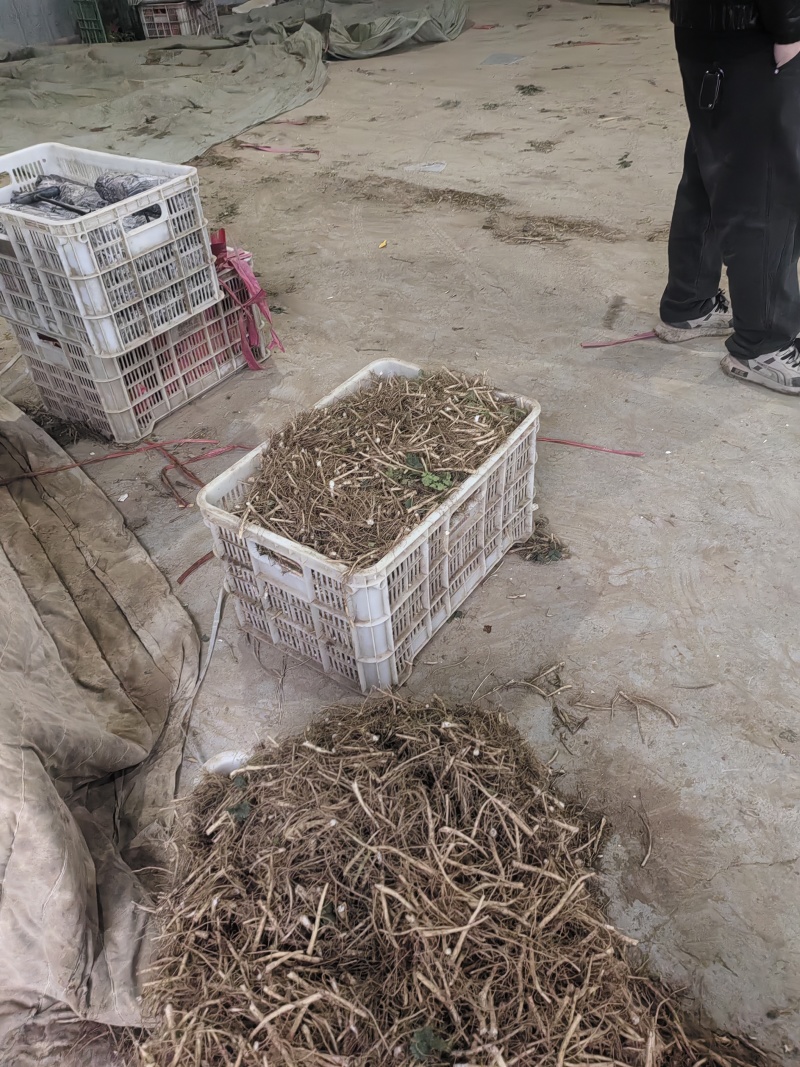 香菜根，常年供应香菜根