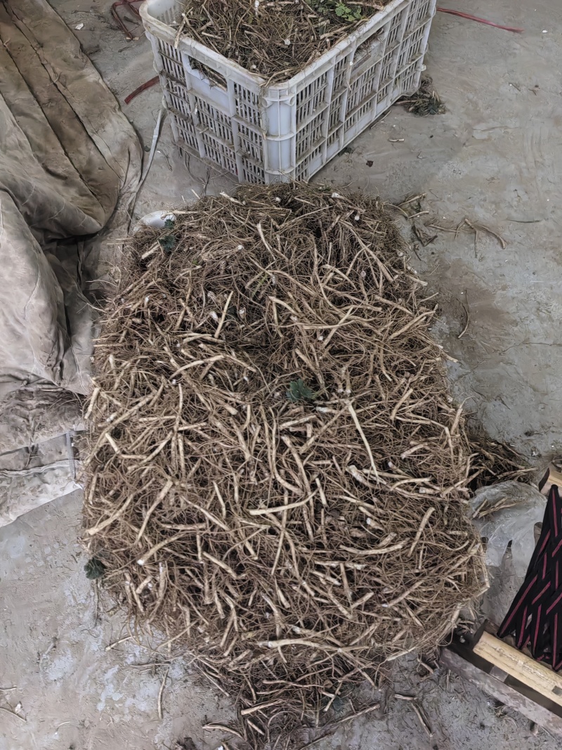 香菜根，常年供应香菜根