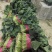 香菜根，常年供应香菜根