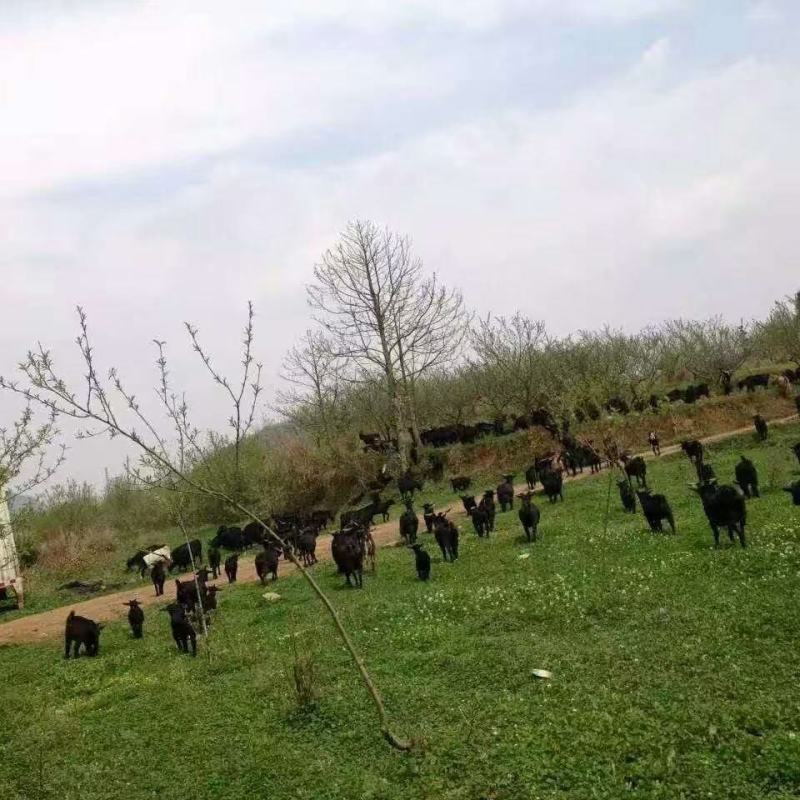 纯放养黑山羊