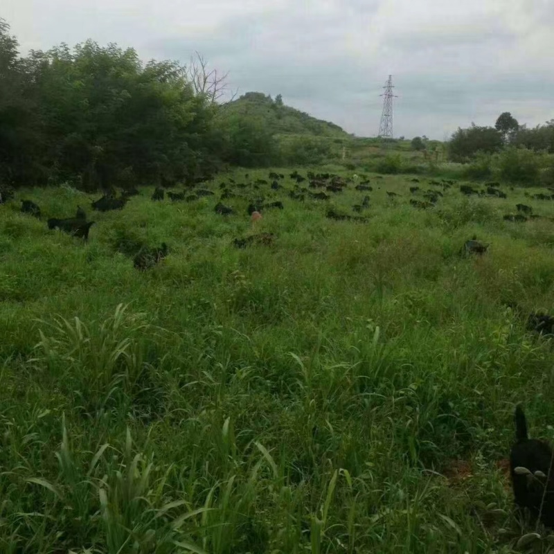 纯放养黑山羊