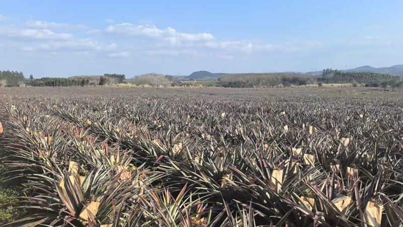 自家海南凤梨农场，金钻17号下来了，欢迎全国各地收购商。
