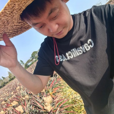 自家海南凤梨农场，金钻17号下来了，欢迎全国各地收购商。