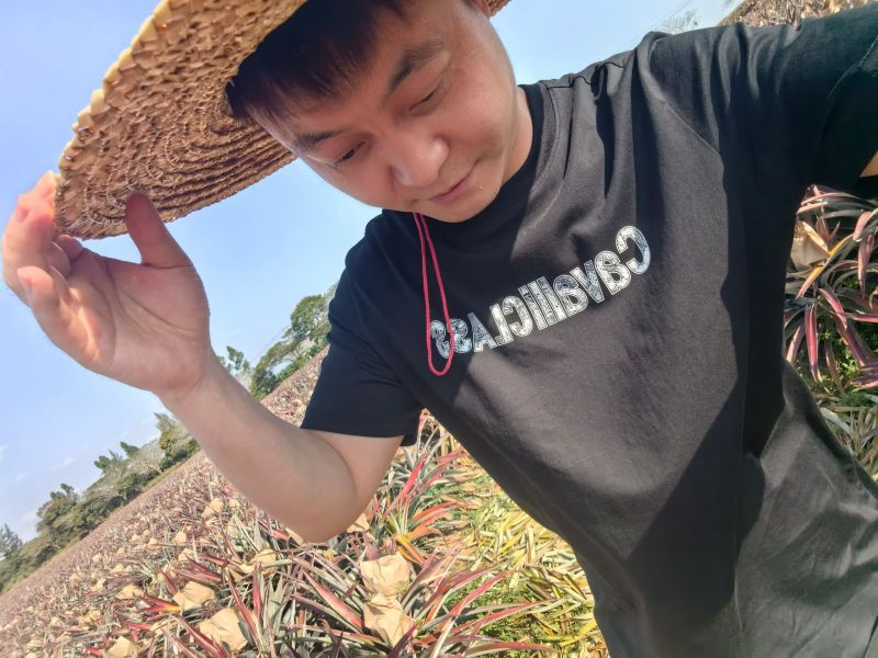 自家海南凤梨农场，金钻17号下来了，欢迎全国各地收购商。