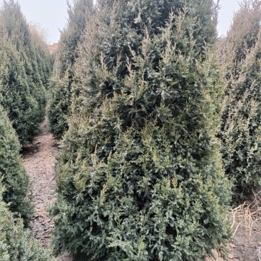 精品塔桧，基地自产自销