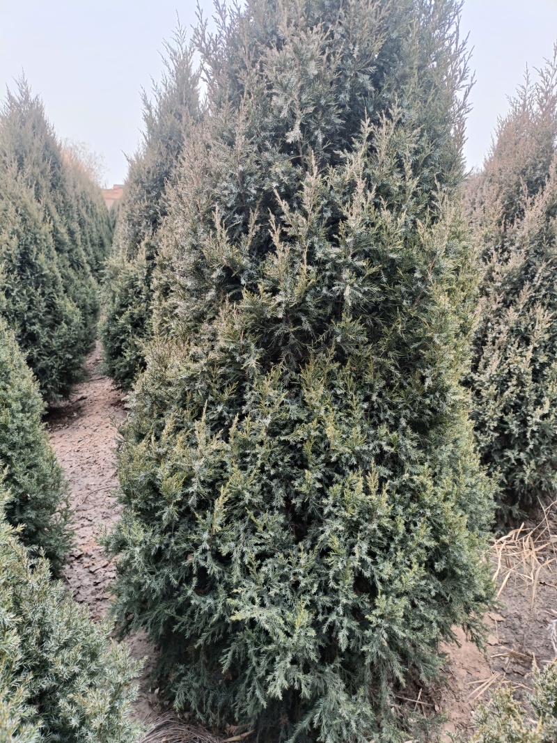 精品塔桧，基地自产自销