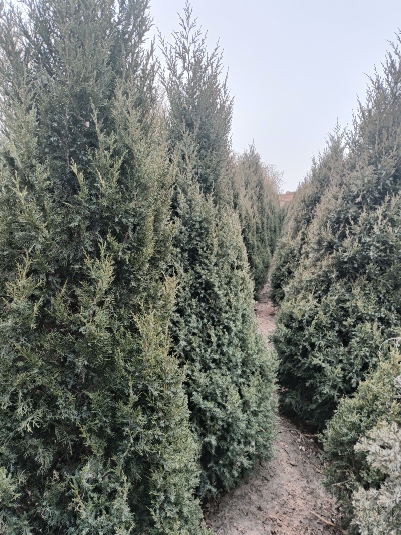 精品塔桧，基地自产自销