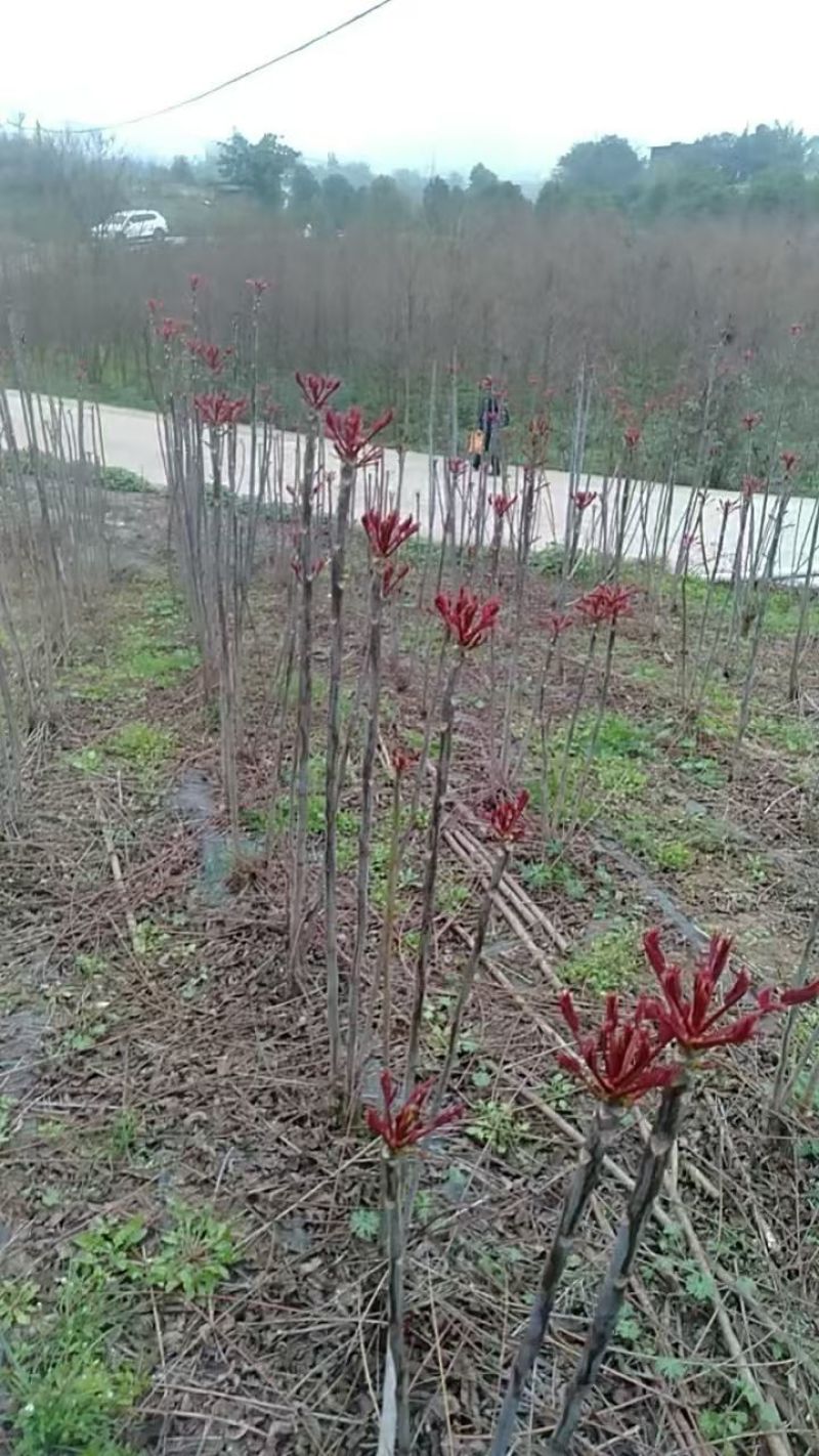今年头茬香椿便宜了