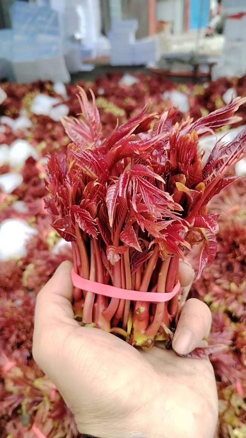 今年头茬香椿便宜了