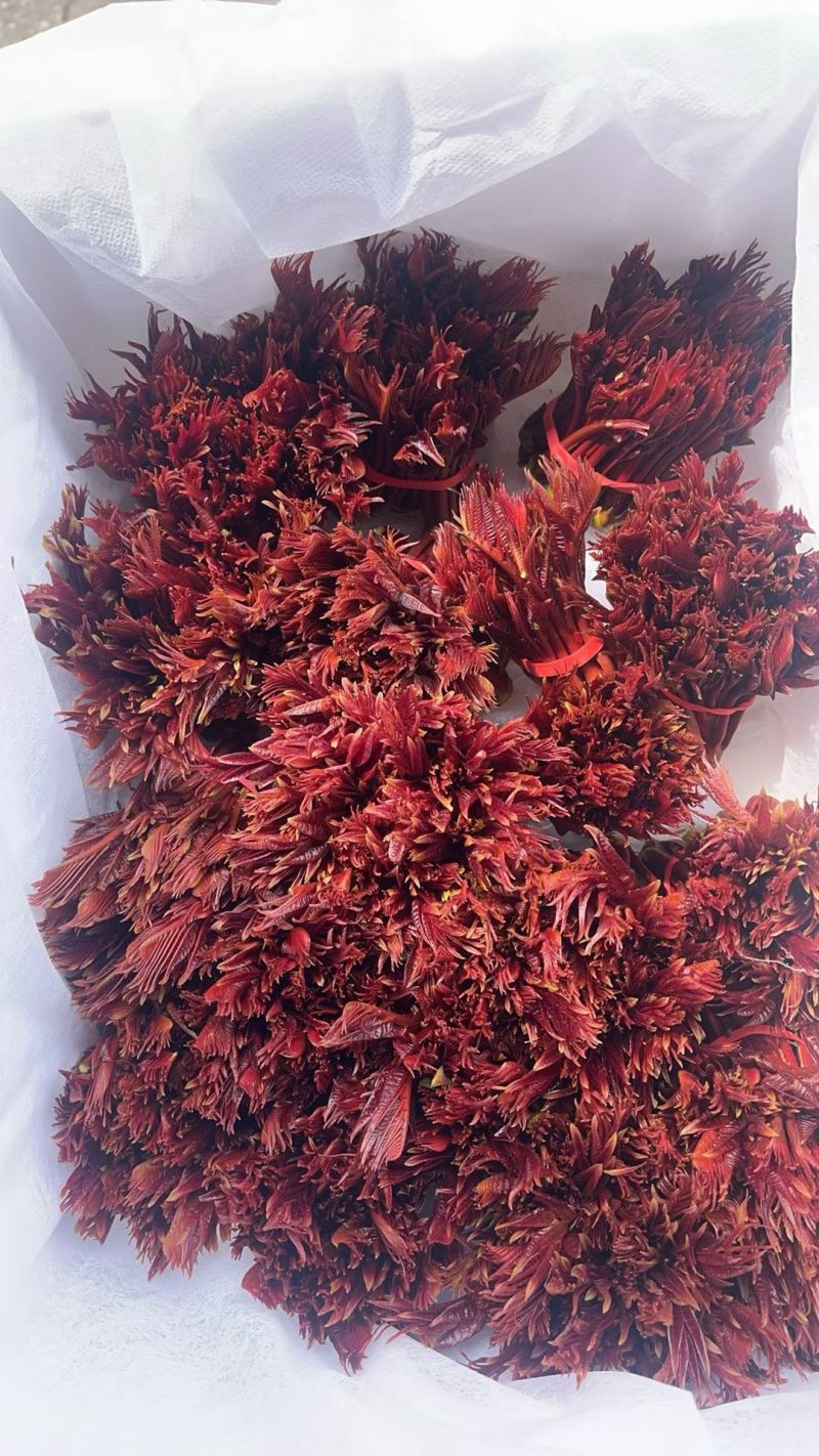今年头茬香椿便宜了