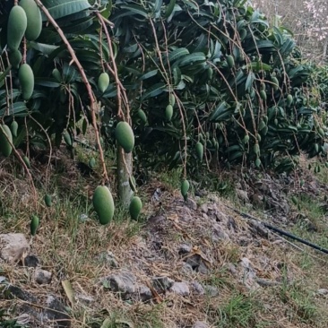 现在可以预定5，1货百分之九十单吊果山坡上的金煌芒