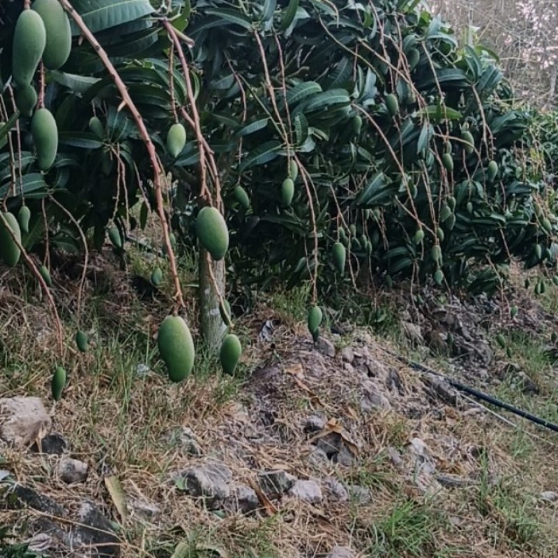 现在可以预定5，1货百分之九十单吊果山坡上的金煌芒