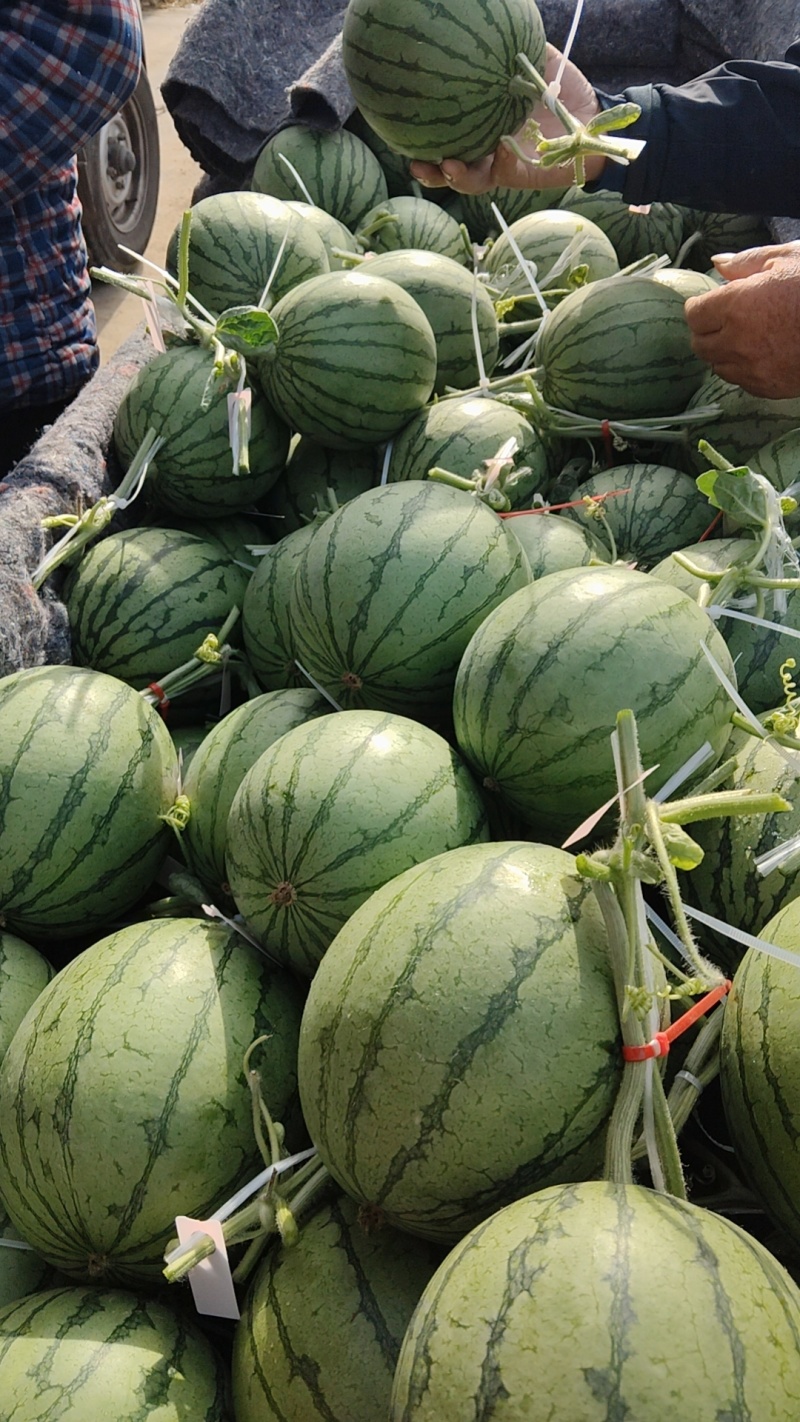 小糖丸西瓜皮薄瓜甜大棚吊瓜