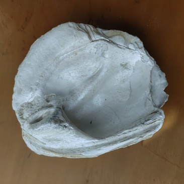 千年丽蚌壳