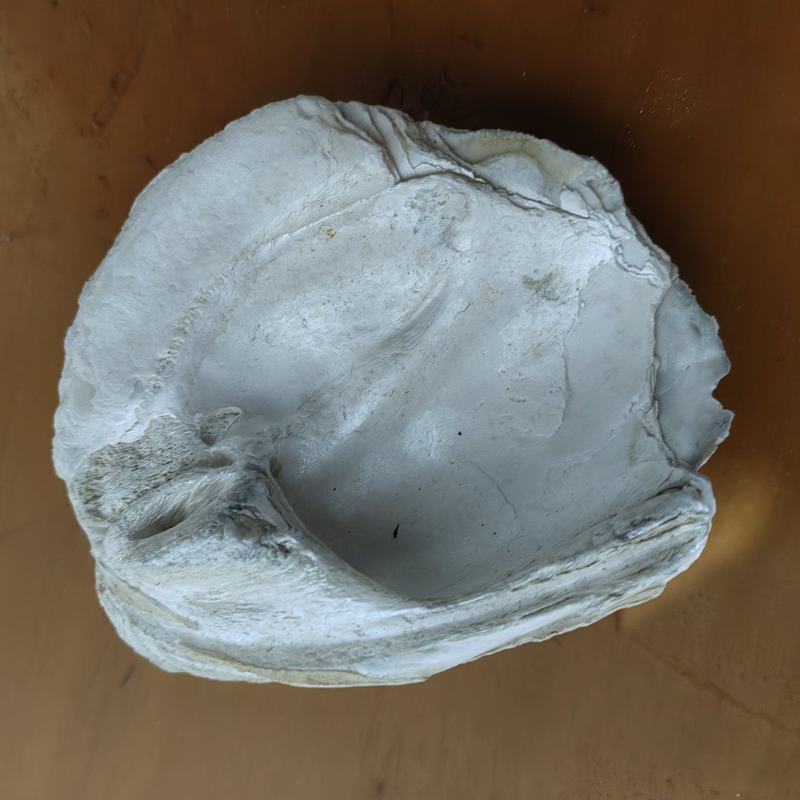 千年丽蚌壳