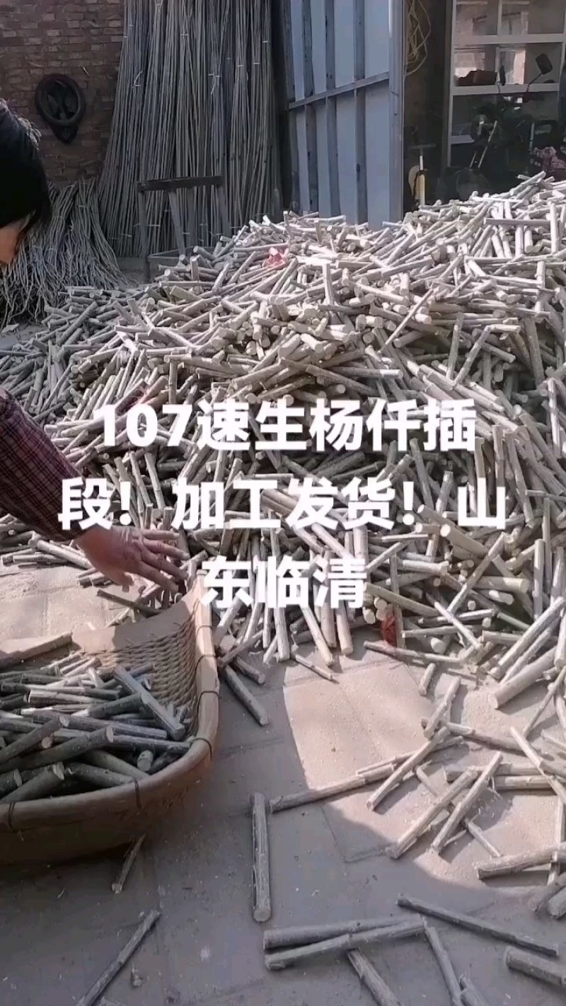 107速生杨仟插段