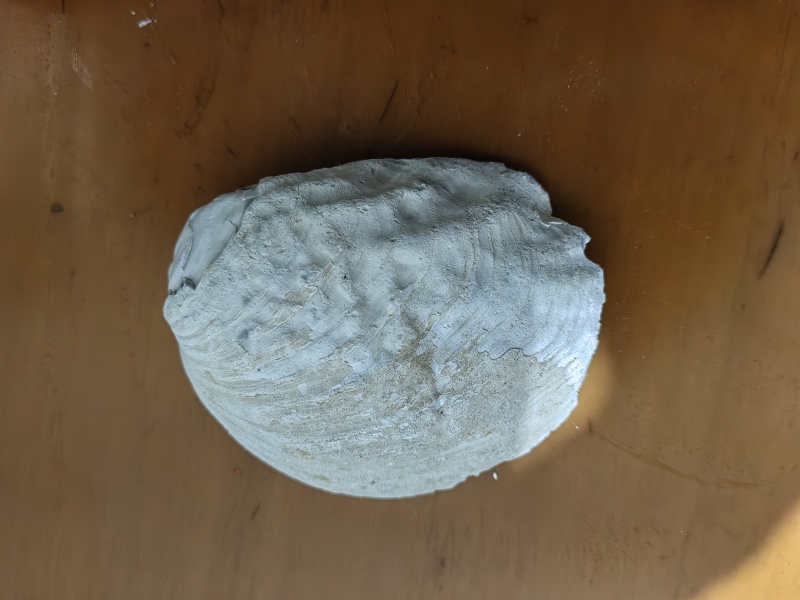 千年丽蚌壳