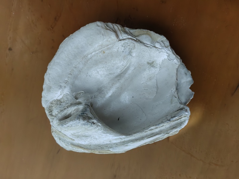 千年丽蚌壳